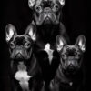 Digitaler Download Französische Bulldogge „Frenchie“ Familienportrait, Deko Art