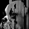 Digitaler Download Französische Bulldogge „Frenchie“ Schwarz & Weiß, Deko Design, Deko Art