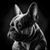 Digitaler Download Französische Bulldogge „Frenchie“ Schwarz & Weiß, Deko Design, Deko Art