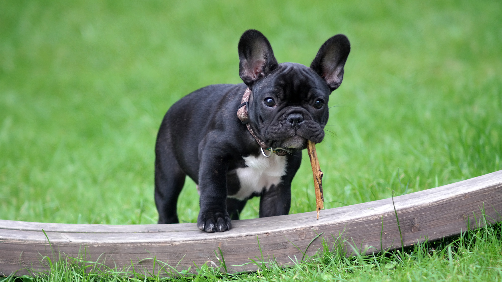 Living with a French Bulldog - The Complete Guide