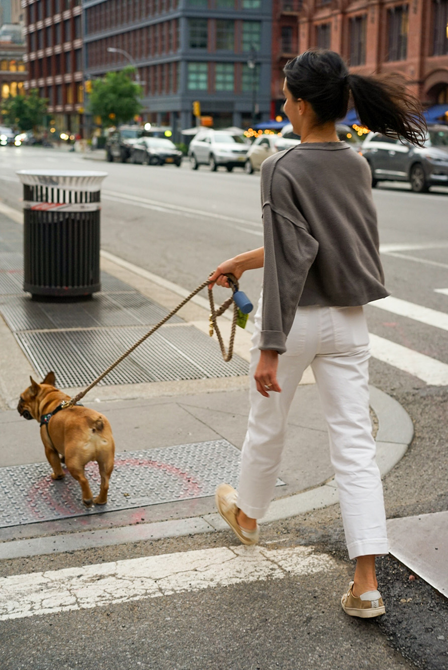 French bulldog walking in town. Care Guide.