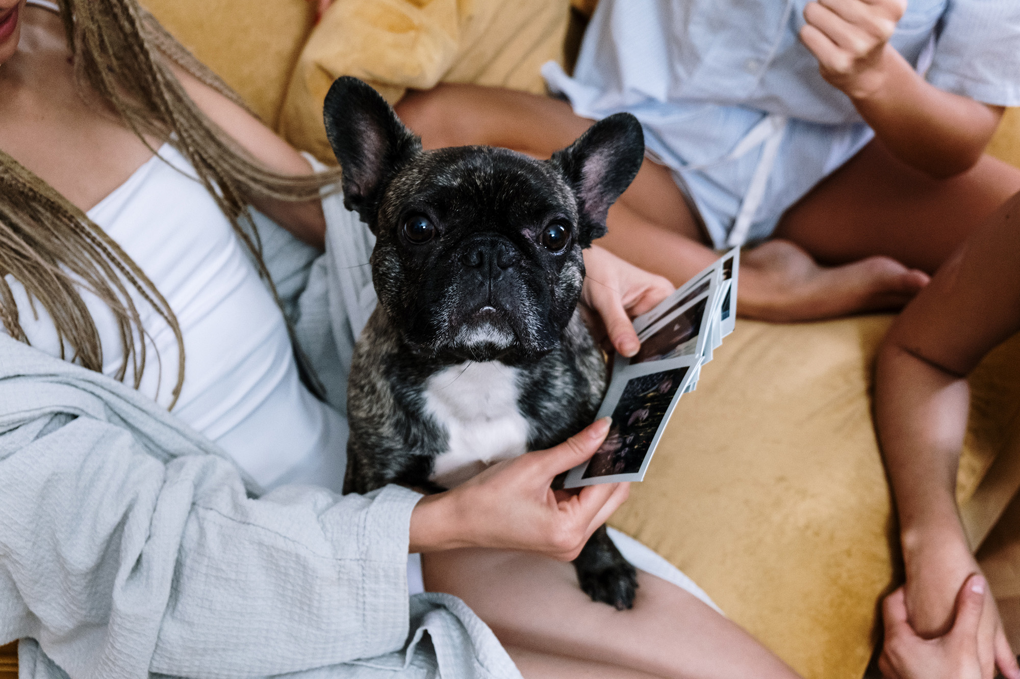 Living with a French Bulldog - The Complete Guide