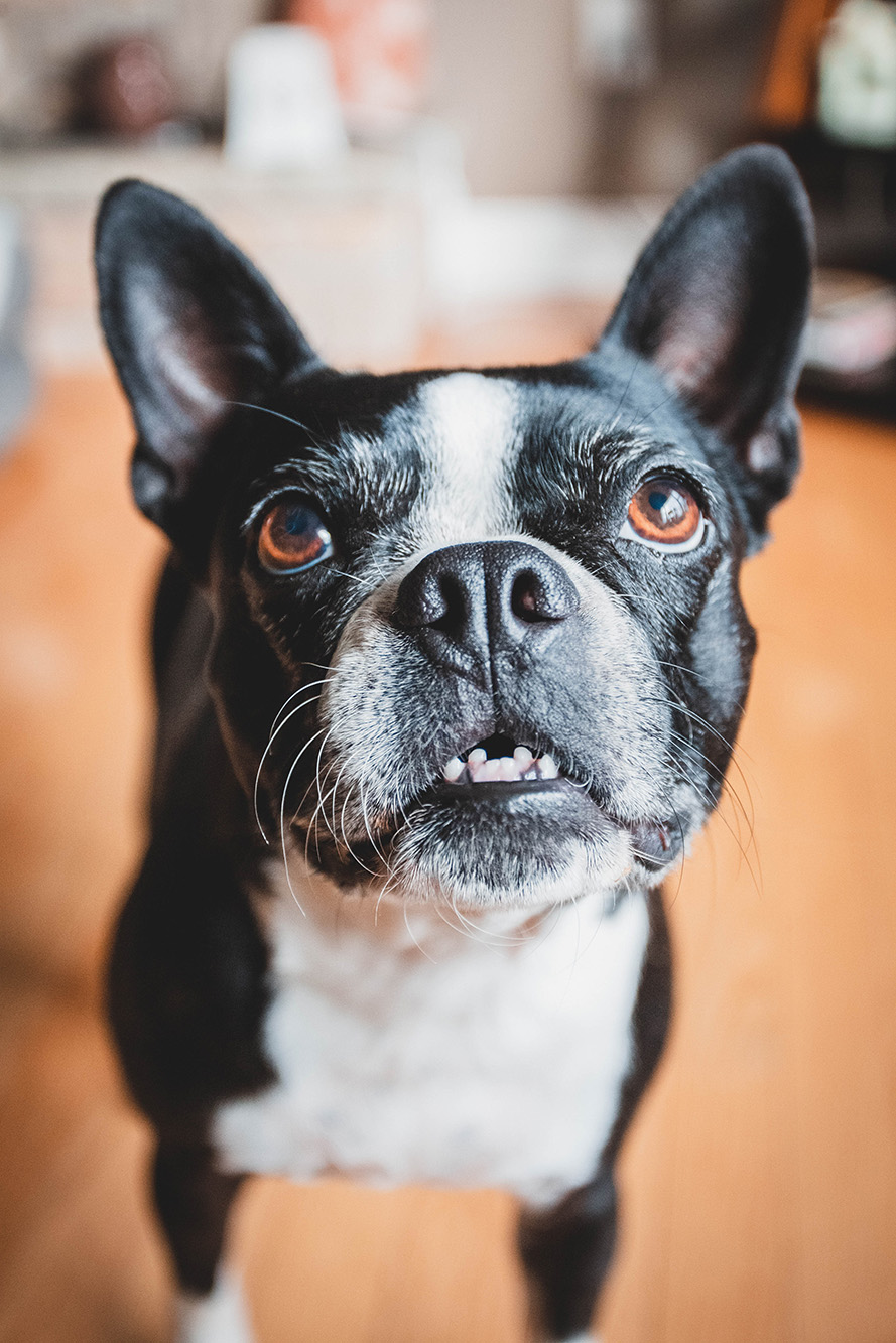 Living with a French Bulldog - The Complete Guide