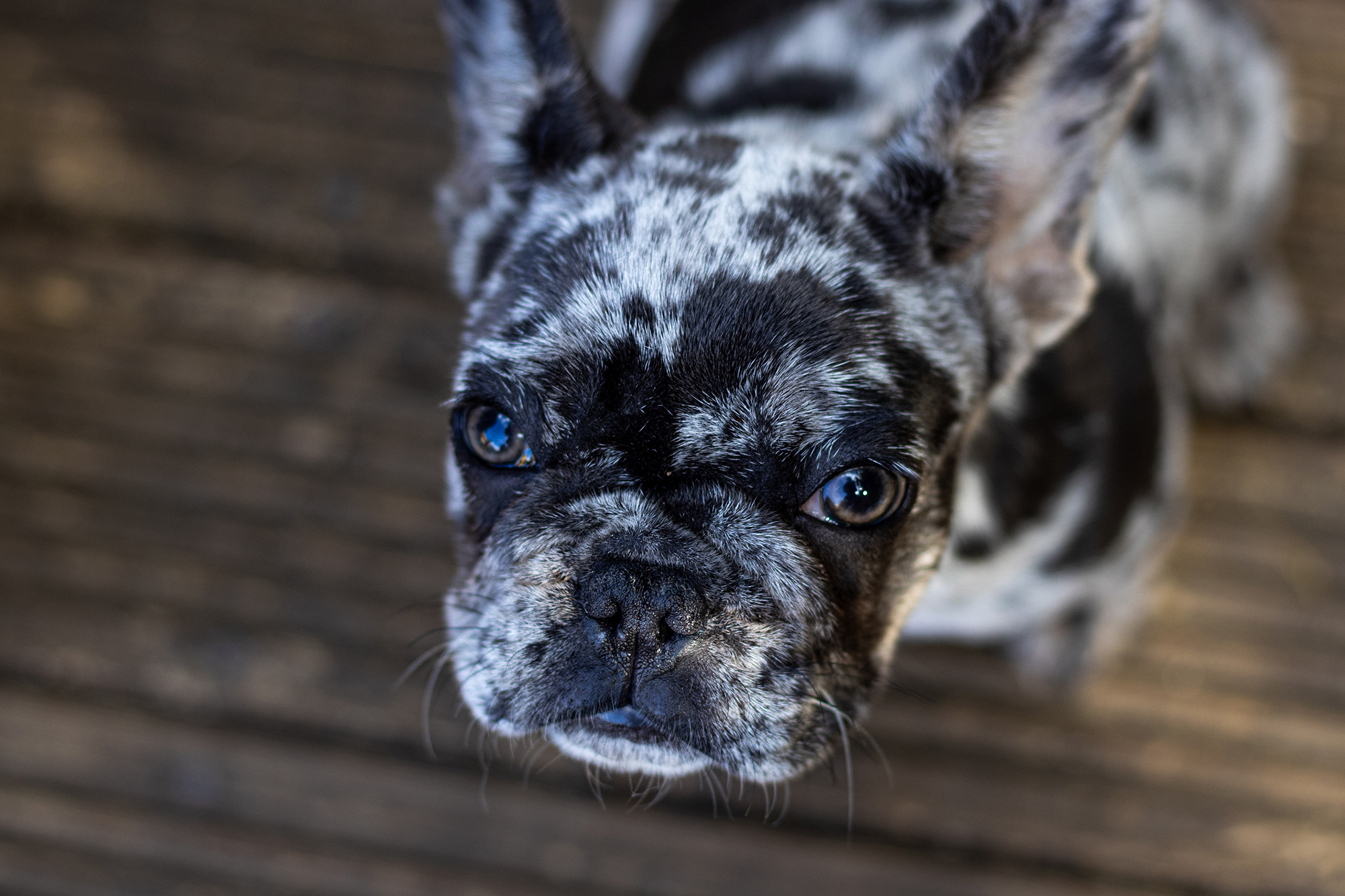 French Bulldog looking into the camera