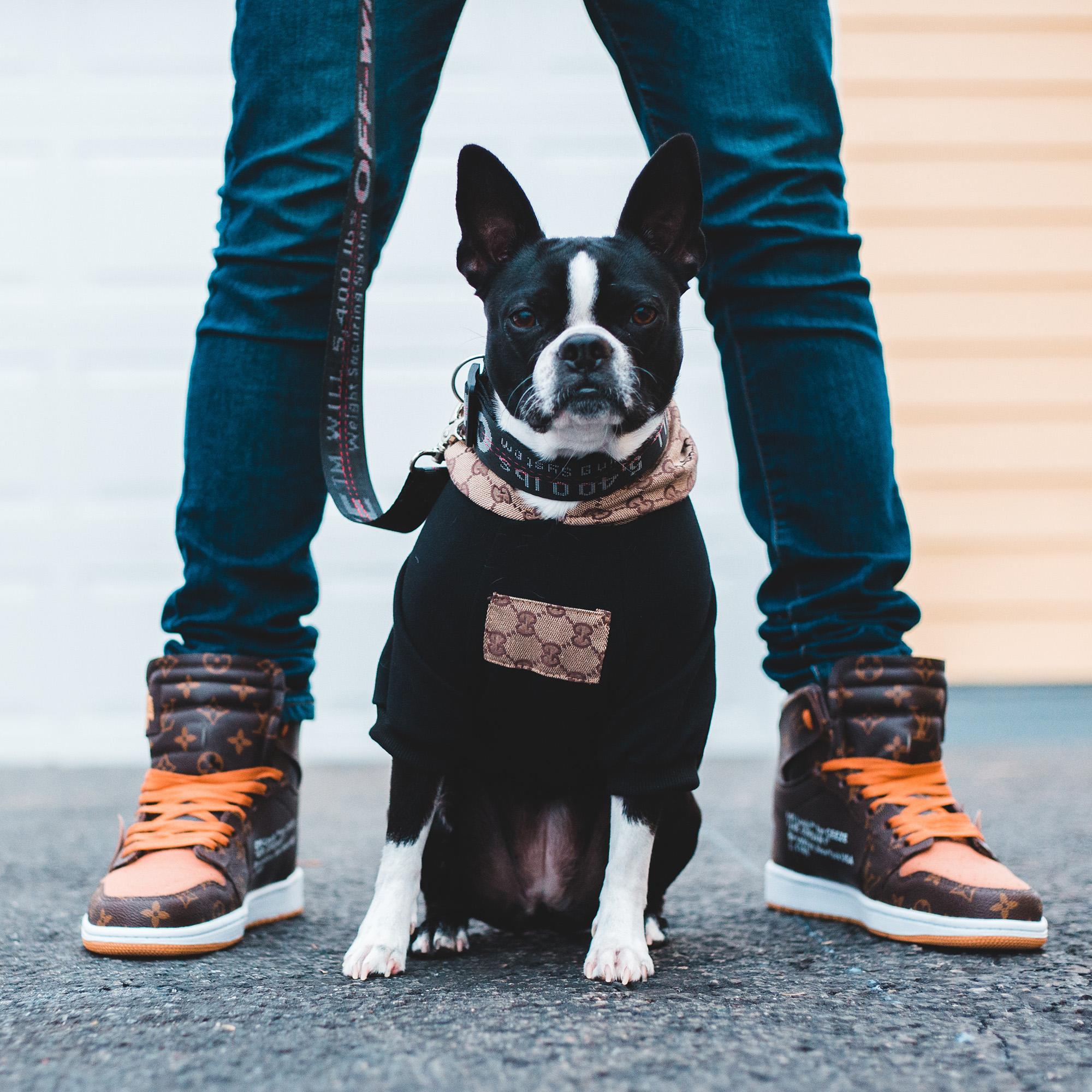 The Ultimate Care Guide for French Bulldogs