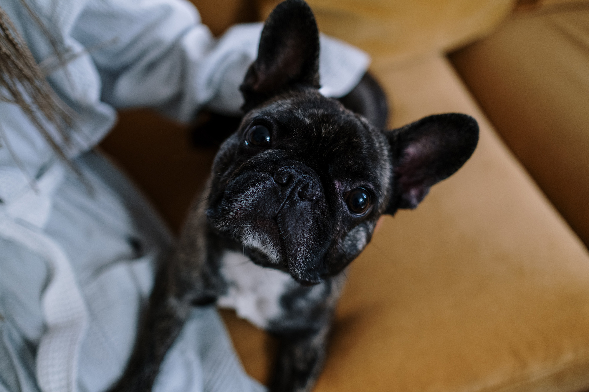 The Ultimate Care Guide for French Bulldogs