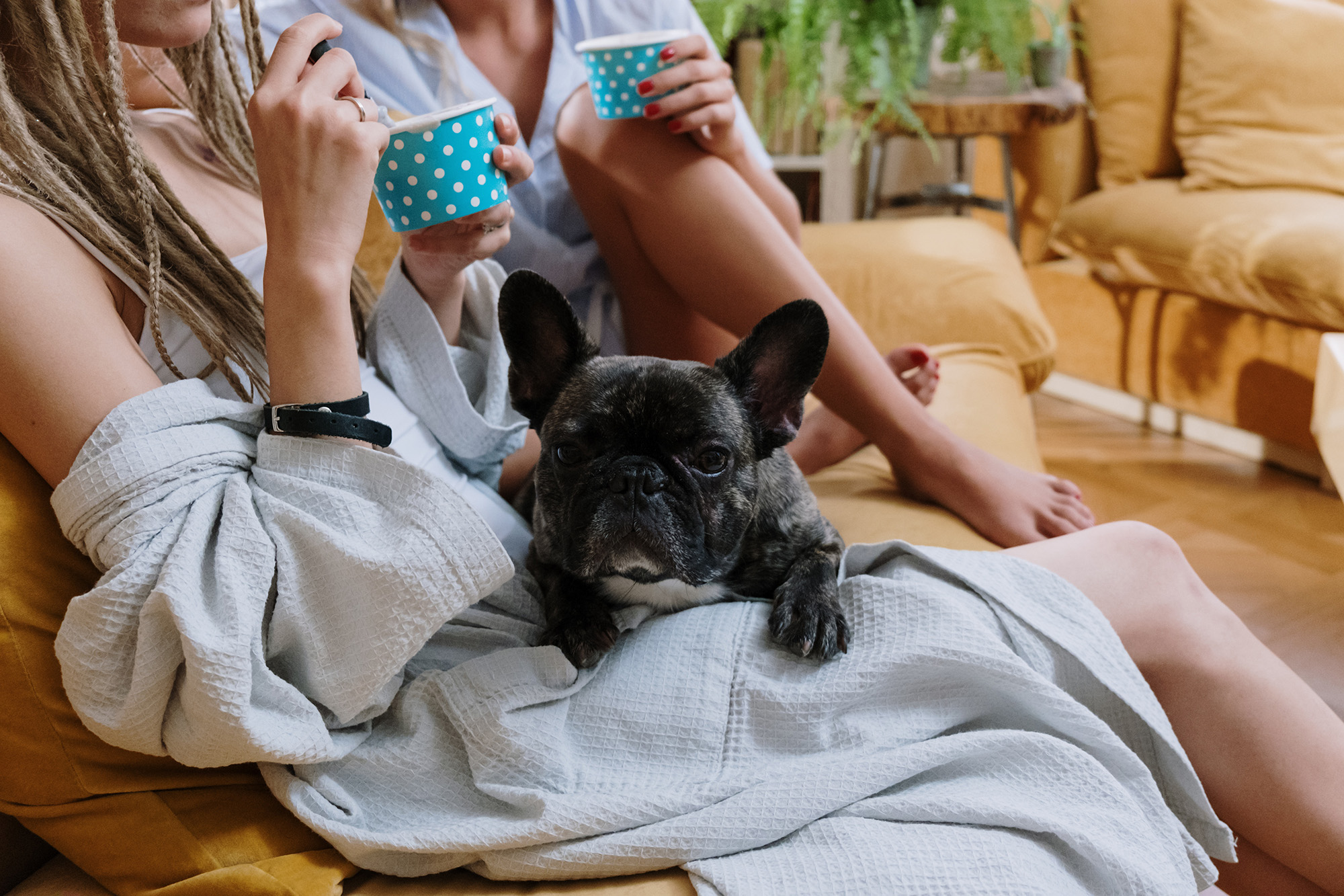 The Ultimate Guide To Caring For a French Bulldog: Tips and Tricks for a happy and healthy pet.