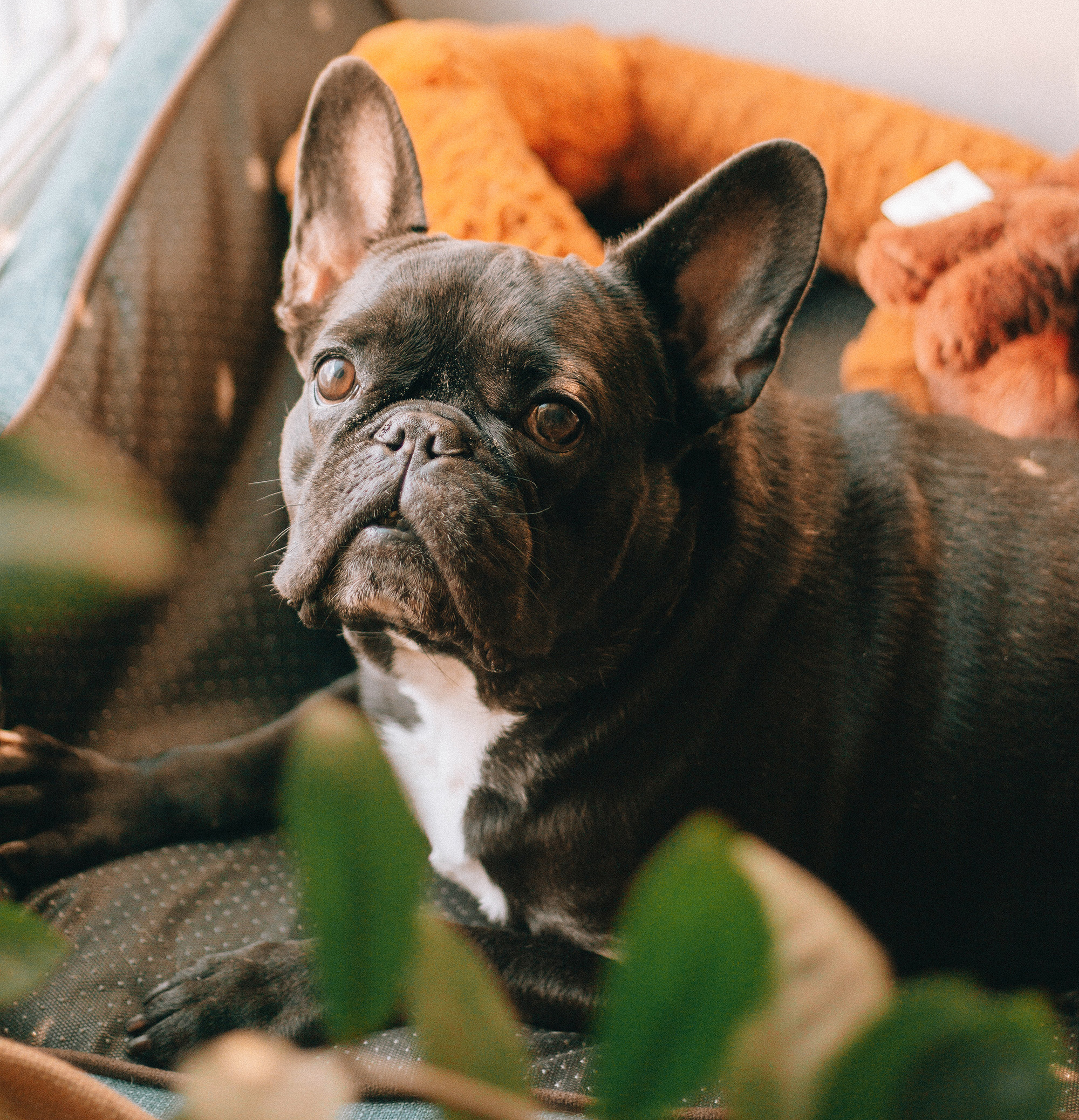 Pflege einer französischen Bulldogge