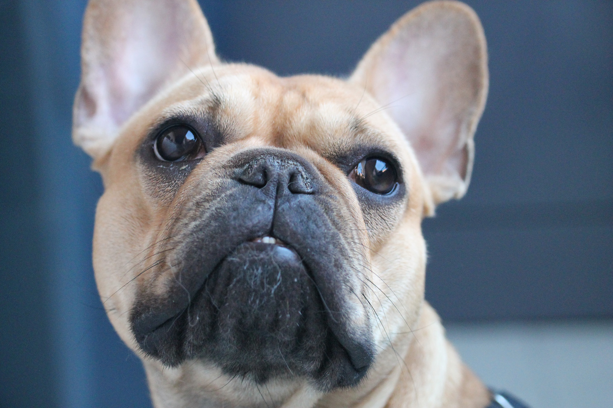 The Ultimate Guide To Caring For a French Bulldog: Tips and Tricks for a happy and healthy pet.