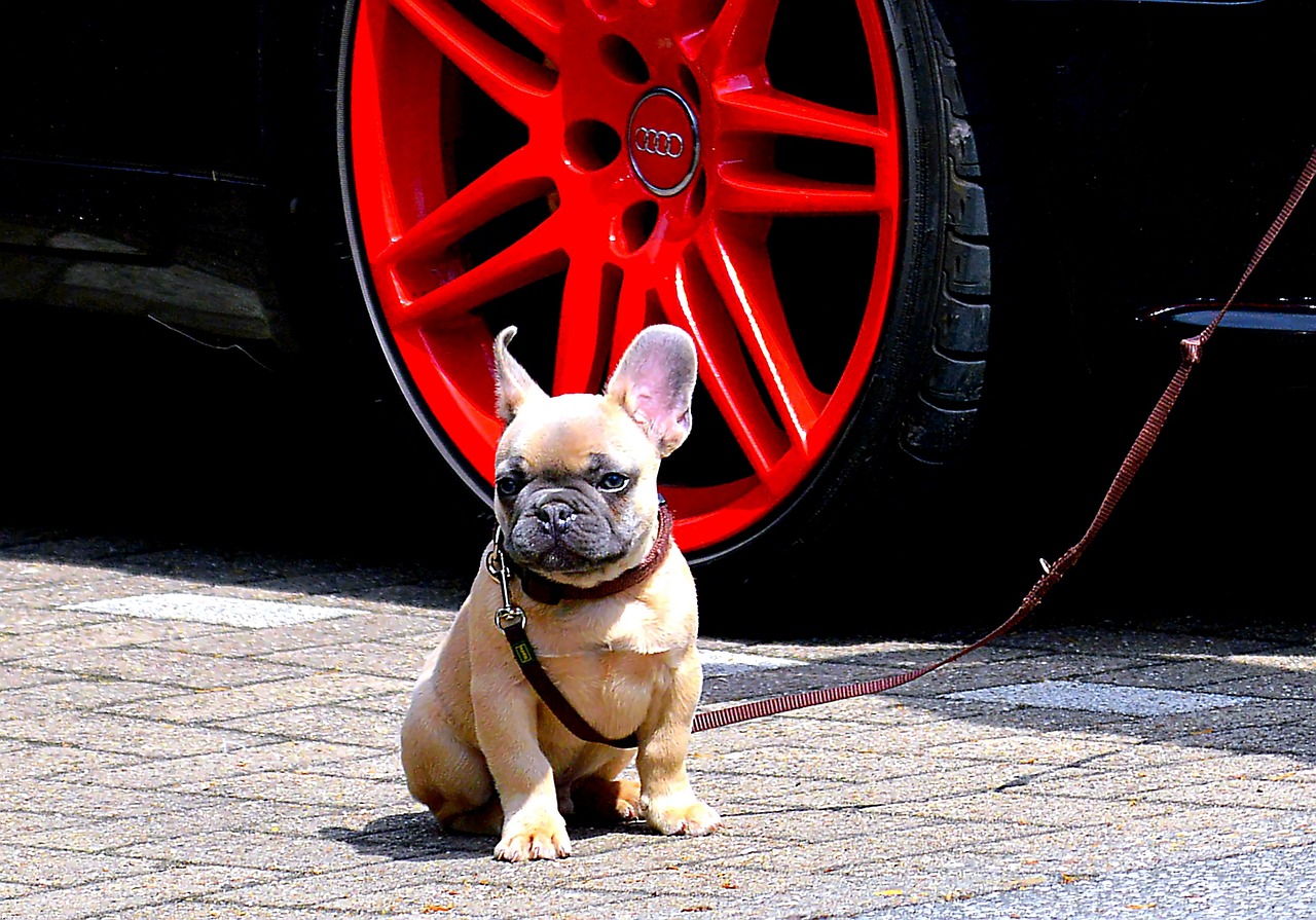 French bulldog walking in town. Care Guide.