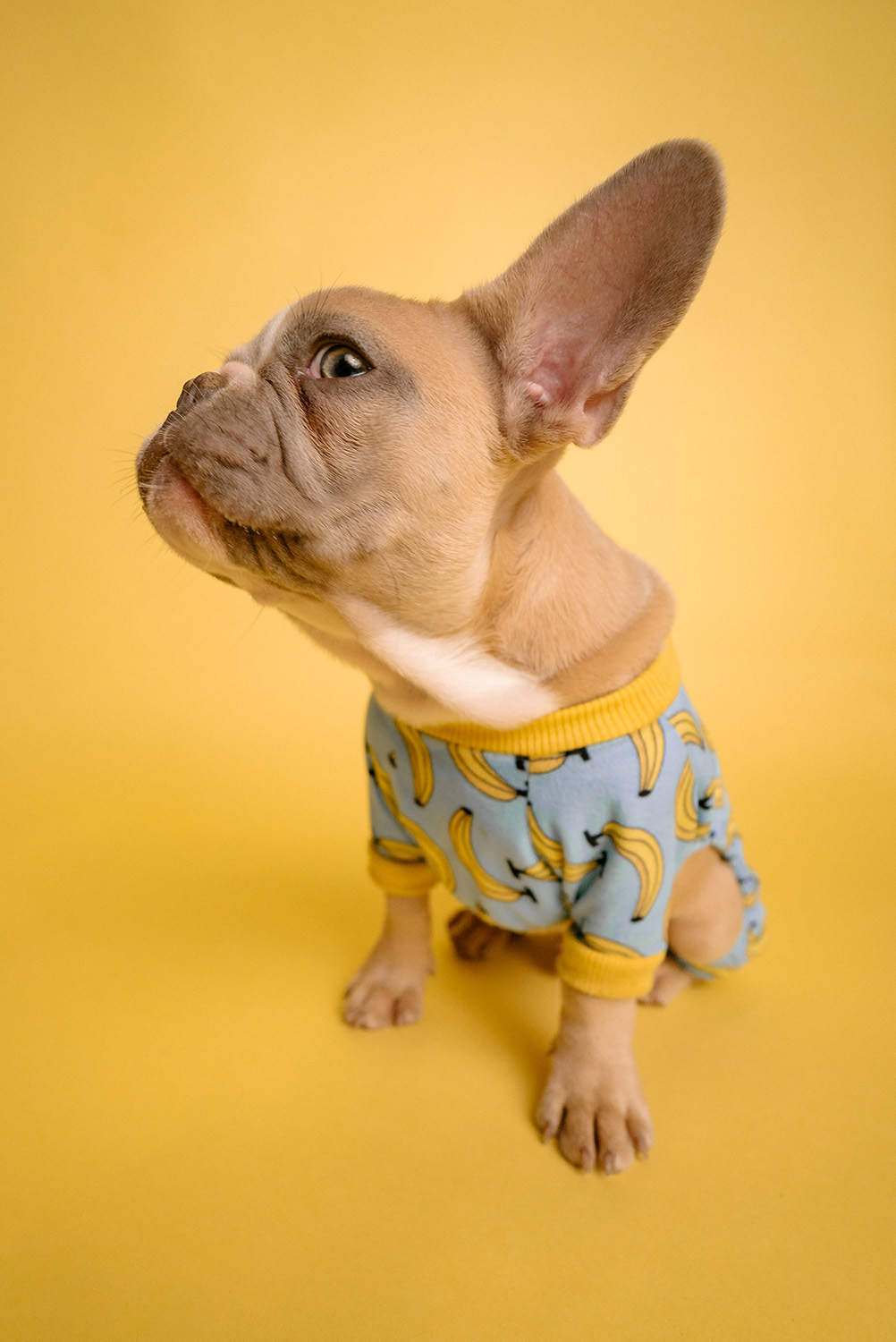 Frenchie Toys and Accessories - Unleash the Fun, The Ultimate Guide to Frenchie Toys and Accessories