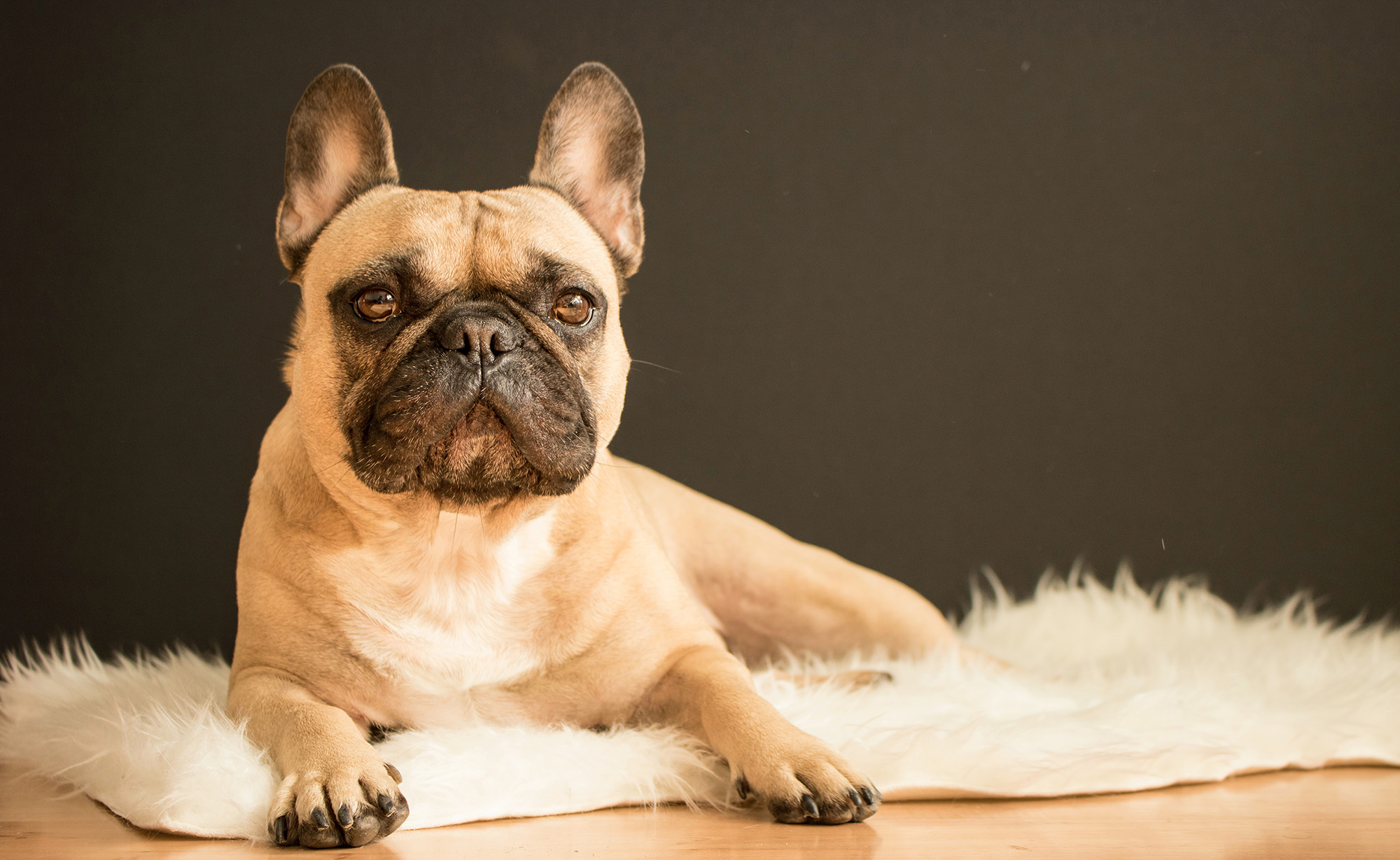 Frenchie Toys and Accessories - Unleash the Fun, The Ultimate Guide to Frenchie Toys and Accessories