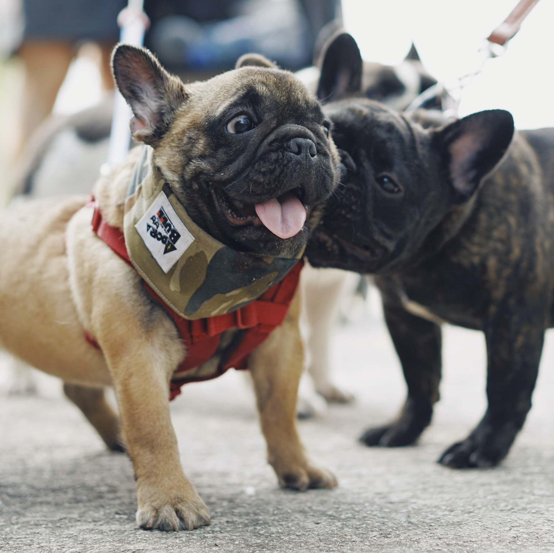 Frenchie Toys and Accessories - Unleash the Fun, The Ultimate Guide to Frenchie Toys and Accessories