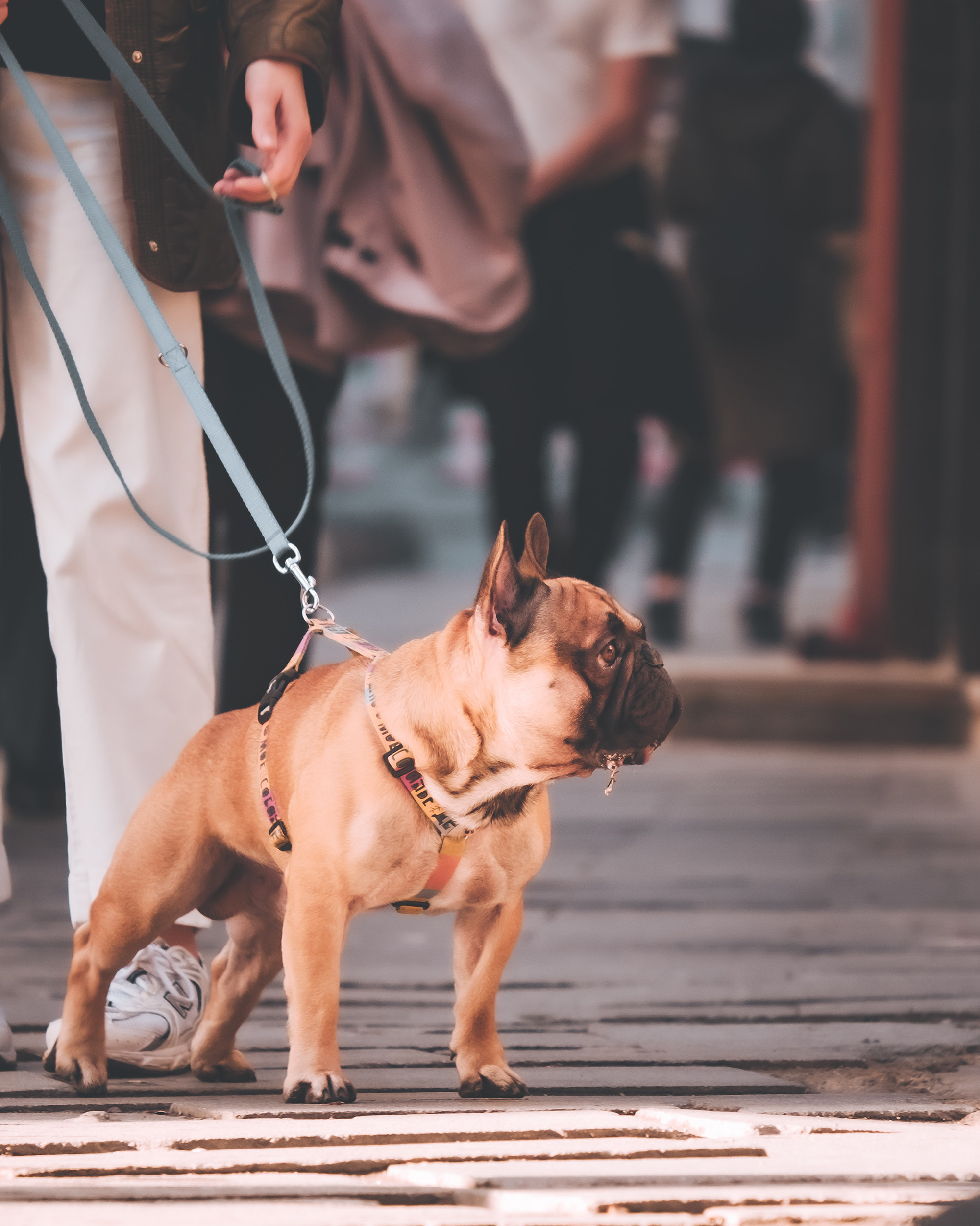 Pflege einer französischen Bulldogge