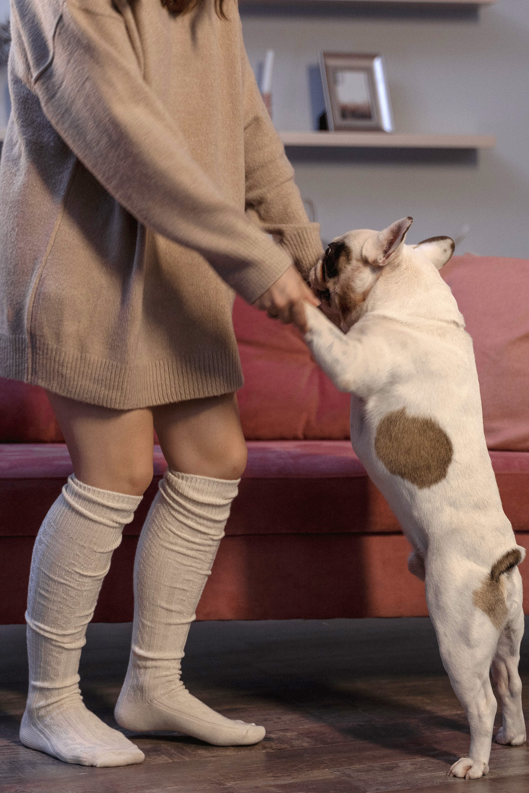 Training mit einer französischen Bulldogge