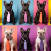 French bulldog in pop art design