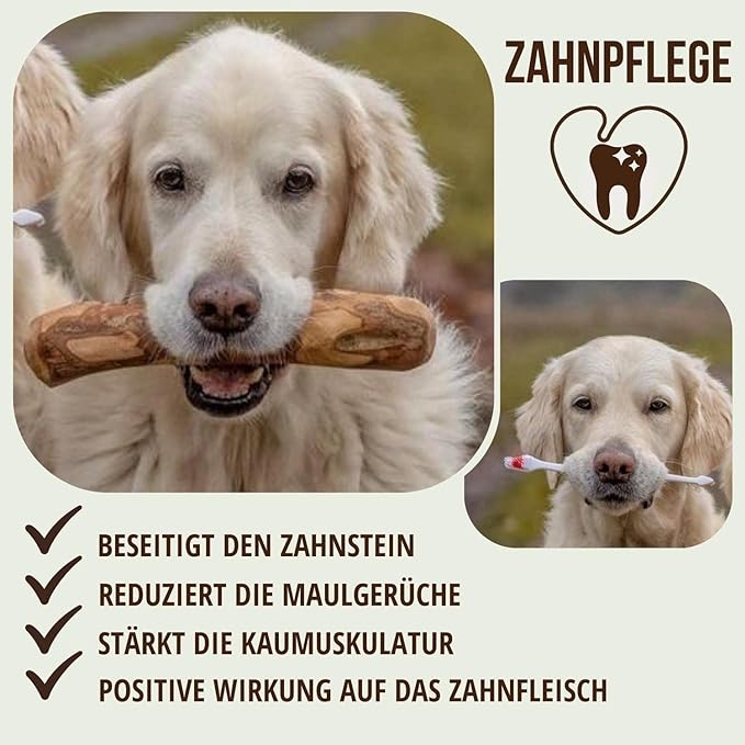 Juckreiz bei Französischen Bulldoggen: Atopische Dermatitis Effektiv bekämpfen