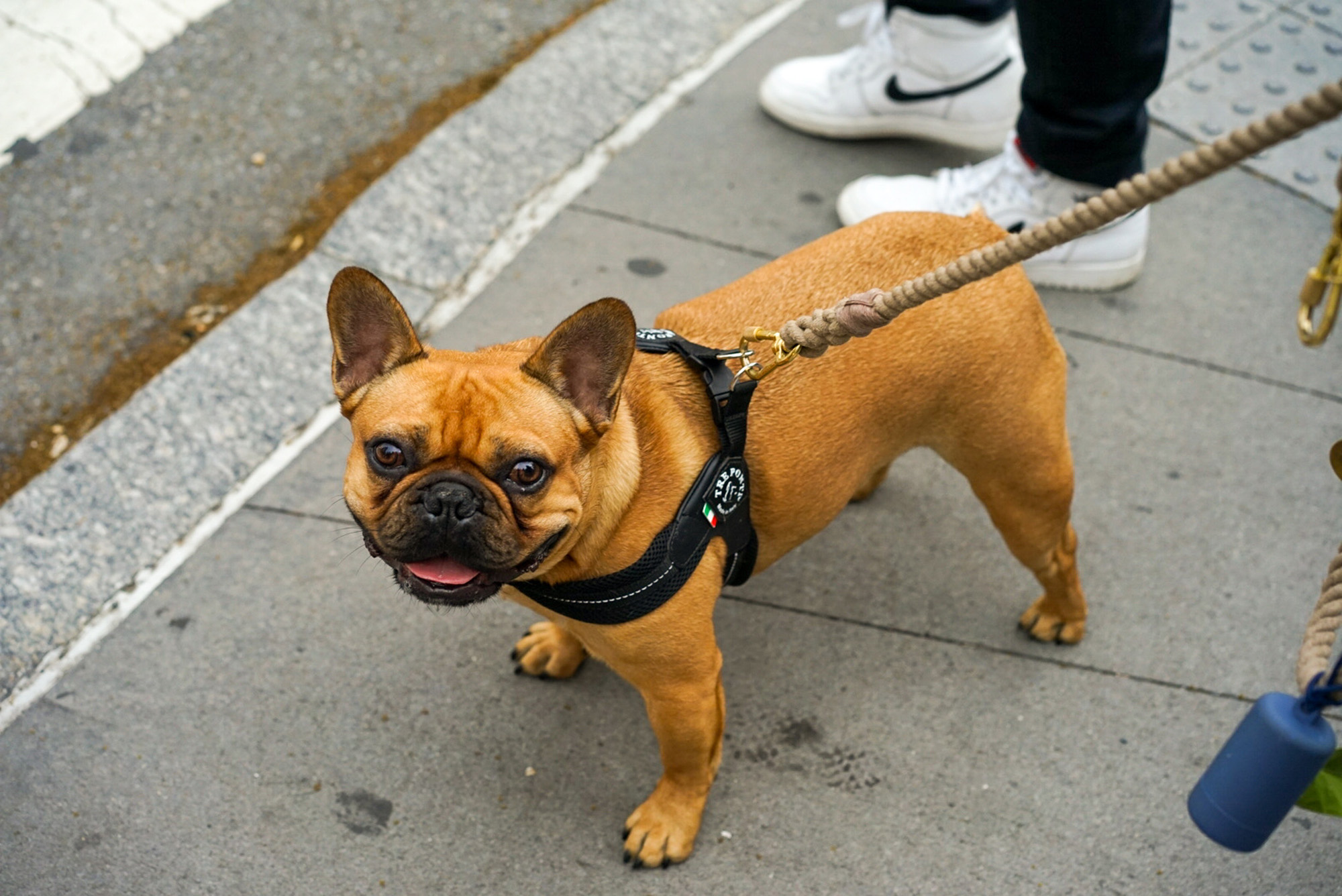 5 Mythen über Französische Bulldoggen: Wahr oder Falsch? Der ultimative Faktencheck für Hundeliebhaber